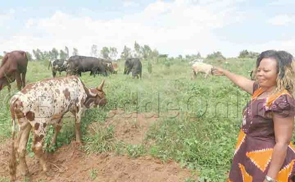 Mugagga ng'alaga ezimu ku nte eziri ku ffaamu ye. Mugagga ng'alaga ezimu ku nte eziri ku ffaamu ye.