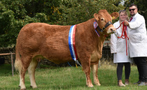 Heifers lead the way at Hope Show