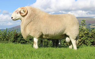 Talybont rams reach record 26,000gns