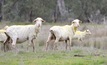  The Government is yet to release the findings of an independent panel report, which provides recommendations about how and when the live sheep export industry should be phased out. Photo: Mark Saunders.