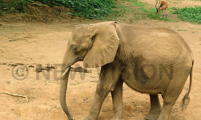 Elephant ban excites conservationists Elephant ban excites conservationists