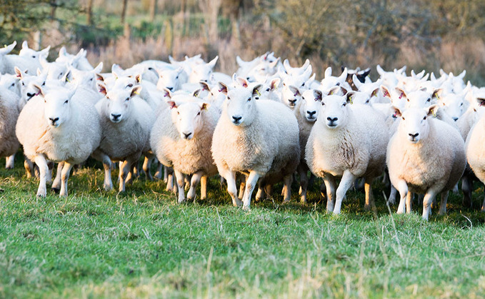 "Following an increased number of bluetongue cases, we have declared a restricted zone across Suffolk and Norfolk."