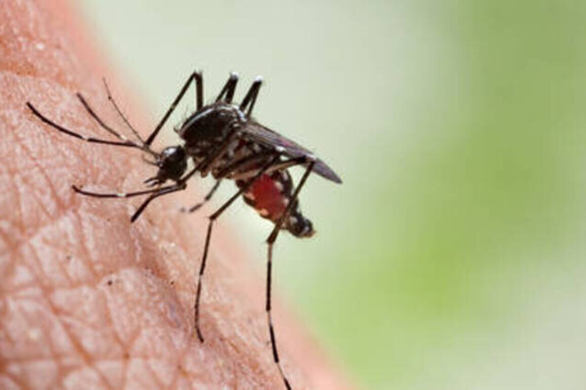 Africa hit hardest as malaria deaths rise worldwide - WHO