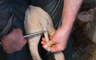 NSA calls for engagement needed to reflect reality of commercial sheep farming