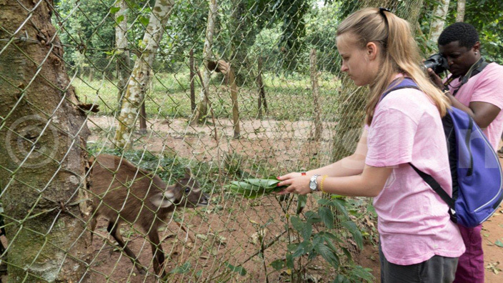  tourist feeds a statunga at the ikomekos zoo at sese slands each otel in alangala