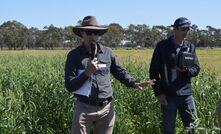 DPIRD research scientist and Feed365 project lead, Dr Daniel Real, said the year-round grazing strategy identified in the project could be tailored to specific enterprises. 