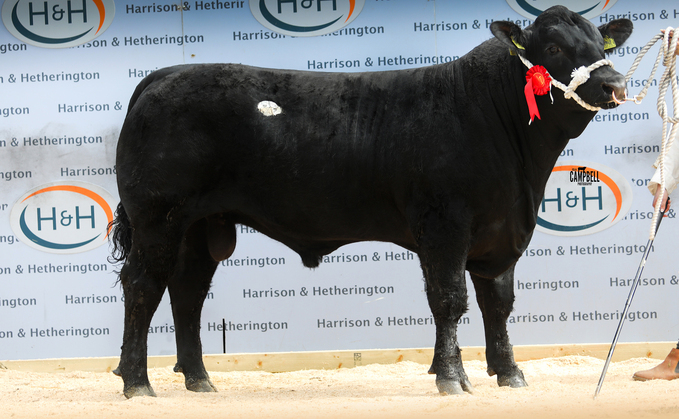 Tonley Mr Bongobingo, 13,000gns