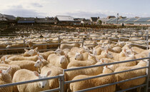 Farming sector warns it will 'suffer' as new bluetongue restrictions come into force