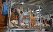  AWI and WASIA have announced a new safety guide for shearing sheds. Picture Mark Saunders.