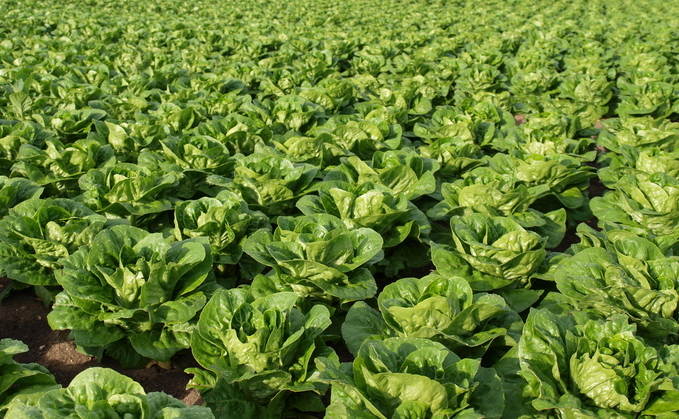 Extended heatwaves and drought conditions put UK salad growers to the test