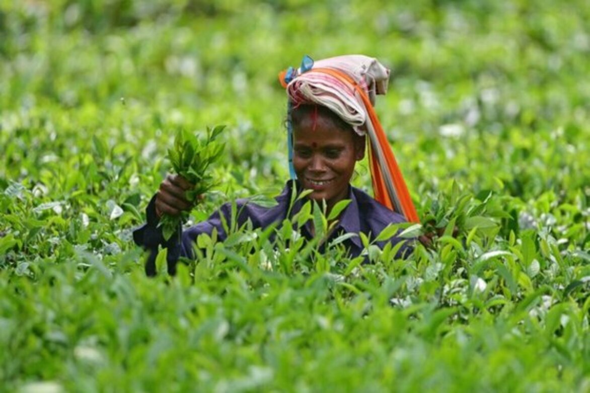 Assam Tea completes 200 years: Govt grants tax exemption on agricultural income for period of 3 years