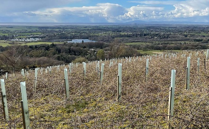 Push for Wales to ban foreign companies from accessing public tree planting cash