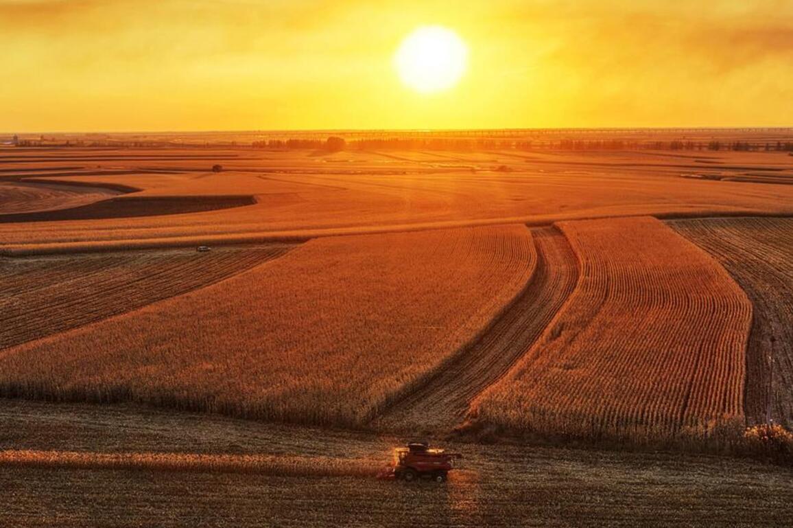 EconomyInFocus | Over 60 percent of autumn harvest completed in NE China's Heilongjiang