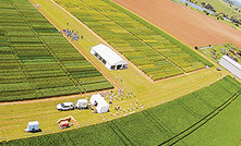 Huge trial yields in Tassy feed wheat