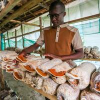 (Hello Africa) How spark of Chinese Juncao ignites "open-source" transformation for Tanzanian youth