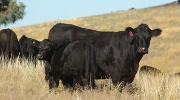 IVF technology can be used to greatly increase the rate of genetic gains without compromising animal welfare and future production. 