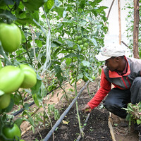 (Hello Africa) Kenyan smallholders embrace smart technology to boost yields