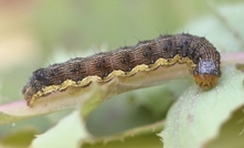 Native budworm sweeps southern wheatbelt