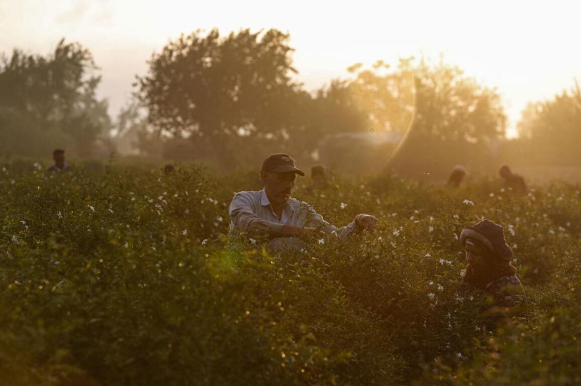 Mideast in Pictures: Jasmine harvest in Egypt