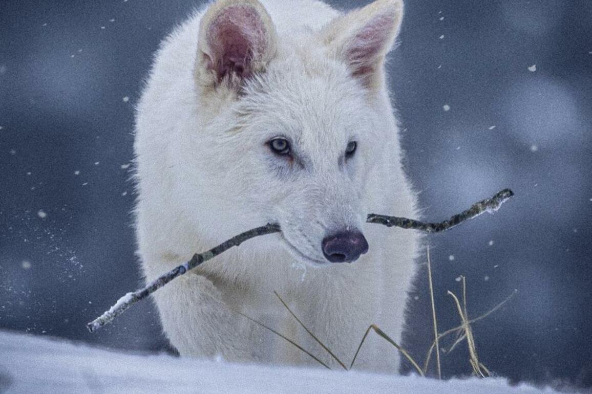 La Brea Tar Pit experts met dire wolf de-extinction with skepticism