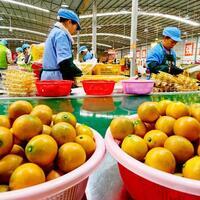 South China's "golden oranges" eye broader market with quality upgrades