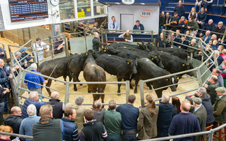 Livestock throughput rises as market turnover tops £3bn