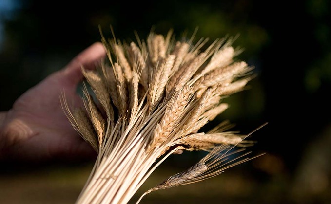 ORFC: Continuous cropping of heritage grains