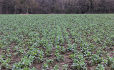 Growers urged to consider beans as Defra reveals fall in cropped area