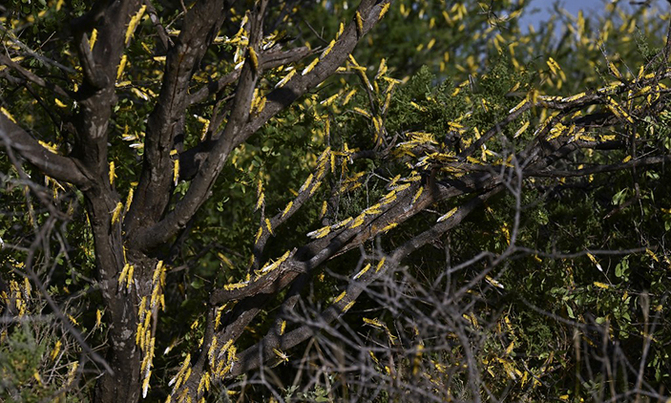 Locusts the latest curse of East Africa weather extremes Locusts the latest curse of East Africa weather extremes