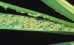 Grain states on alert for Russian wheat aphid