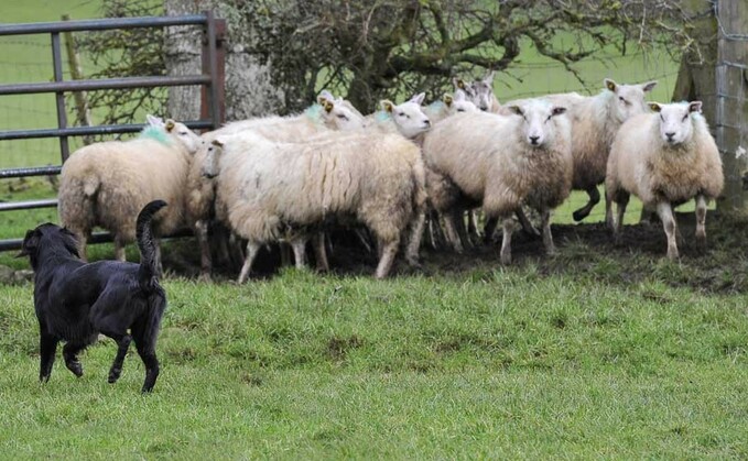 National Trust under fire as visitors' dogs attack farmer's sheep