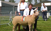 Charollais reigns supreme in sheep rings at Nottinghamshire County Show