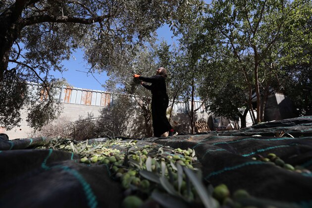 MIDEAST-WEST BANK-NABLUS-OLIVE