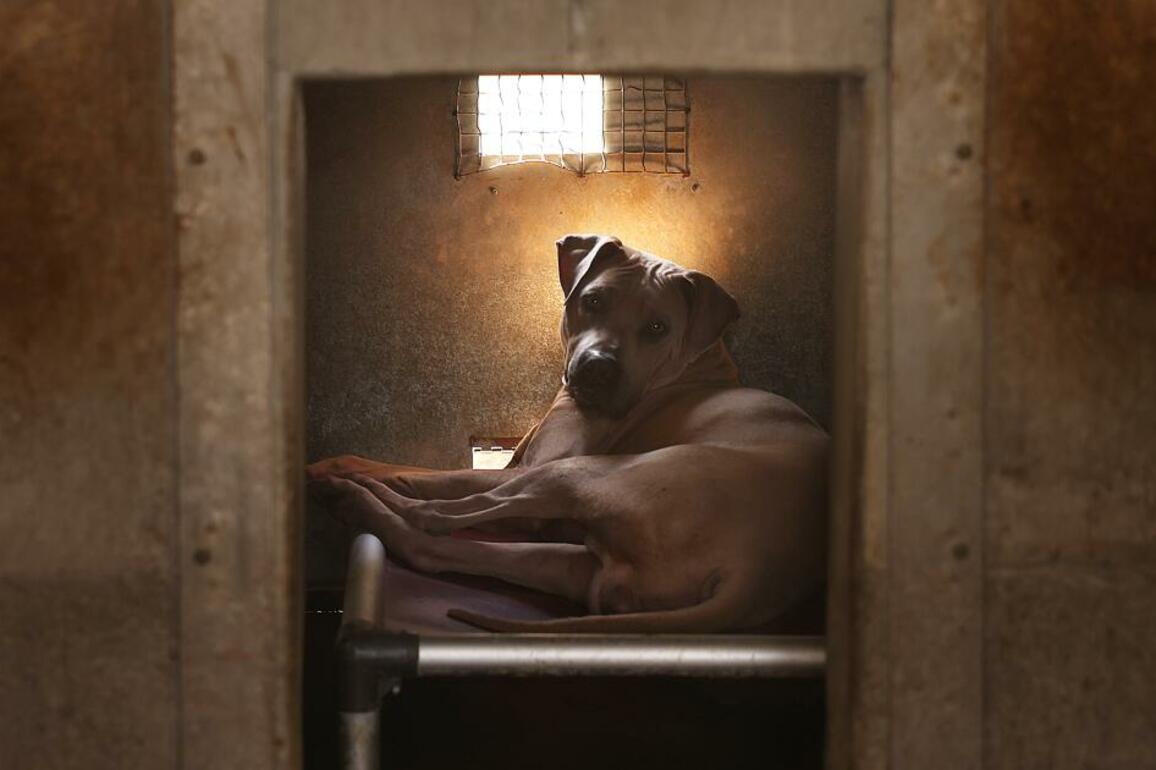 L.A. animal shelters won't close under proposed budget, Bass says