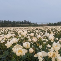 In China's far north, cold is being repriced