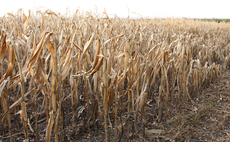 'This is what farming with climate change looks like': England endures second worst harvest on record