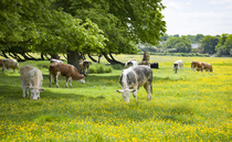 Regenerative agriculture survey: What does farming regeneratively really mean?