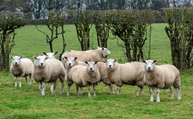 'No excuse' for unfair Northern Irish lamb price
