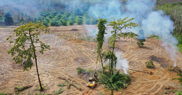 Corporates accused of failing to deliver 'meaningful progress' on tackling tropical deforestation - Vimarsana News
