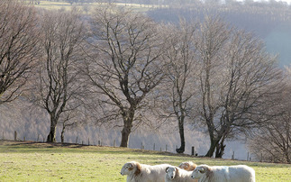 Ensure ram longevity post-tupping