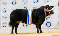 Christmas Classic champion sells for £4,800