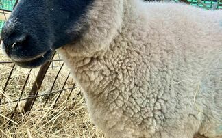 Working farm 'devastated and horrified' after sheep is shot