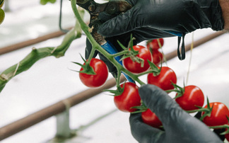 Ending reliance on imports could generate £1.9bn for farmers