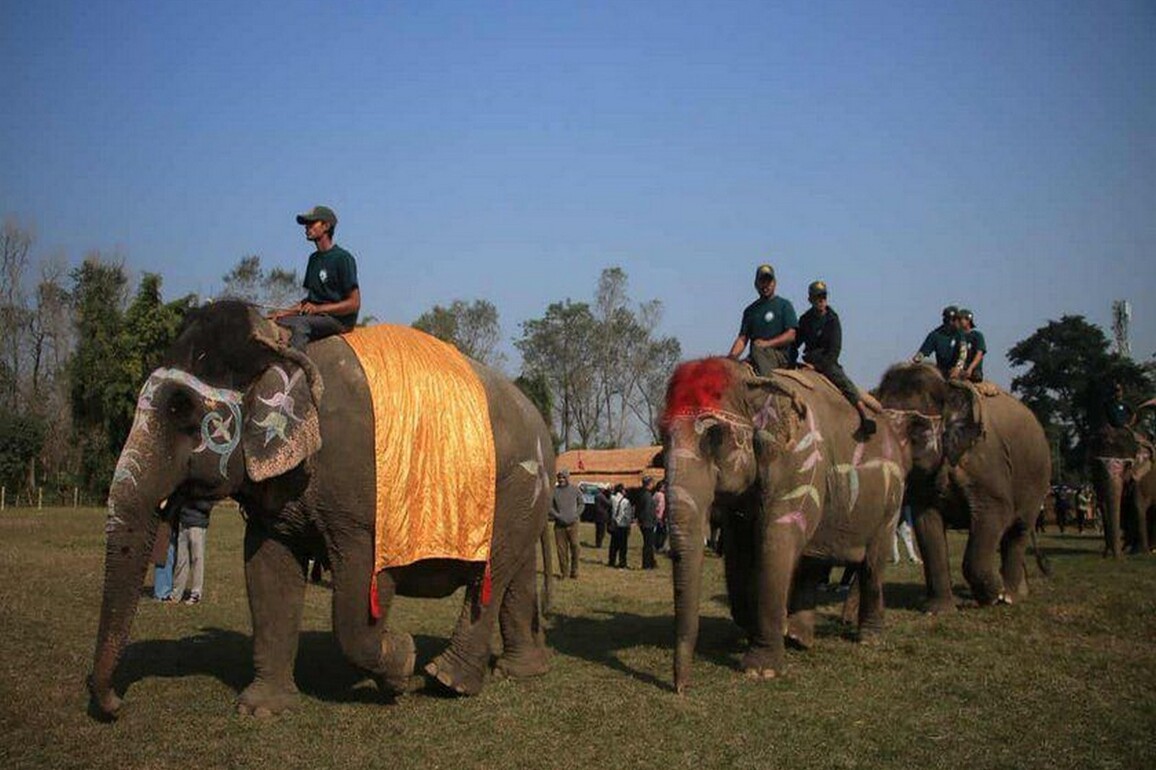 Elephants take part in penalty shootout competition at annual mammoth festival in Nepal