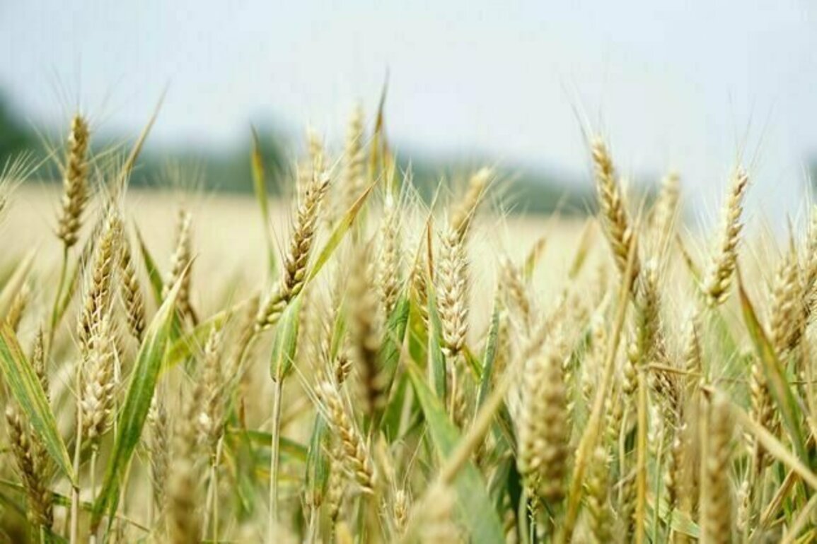 Australian farmland values are at lofty heights. Research reveals this could be hurting some farmers