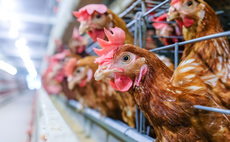 Colony cages to be banned as Defra unveils animal welfare shake-up