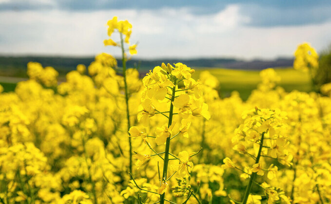 Record world demand supports rapeseed prices