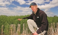 Growers relish new lentil option