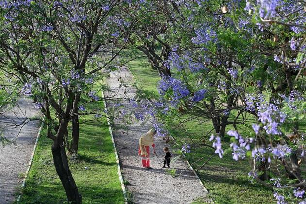 Asia Album: Blooming Jacaranda trees in Islamabad, Pakistan