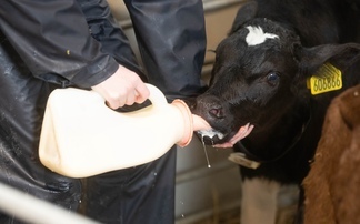 New study highlights the risks of poor colostrum protocols on dairy farms